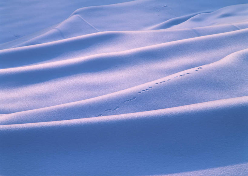 无人,横图,俯视,室外,白天,旅游,度假,美景,雪,大雪,长野县,日本,亚洲,阴影,透明,光线,纹路,纹理,影子,积雪,景观,雪景,冬季,冬天,娱乐,蓝色,阳光,自然,享受,休闲,景色,放松,寒冷,自然风光,东亚,本州,肌理,本州岛,日本国,中部地方,长野,严寒,县厅,理智,沉静,冷色,高深,冷淡,彩图,高角度拍摄,长野市