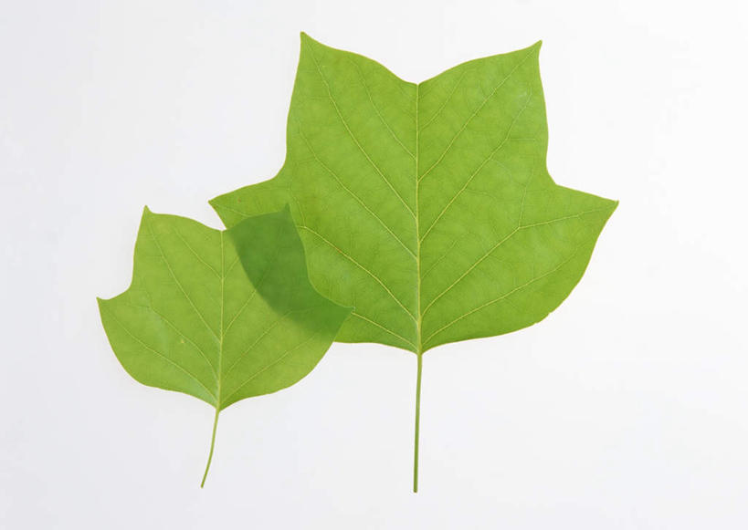 无人,横图,室内,特写,白天,白色背景,正面,植物,叶子,两片,纹理,绿叶,绿色,嫩叶,摄影,影棚,肌理,郁金香树,叶,叶片,叶脉,彩图,影棚拍摄,拍摄