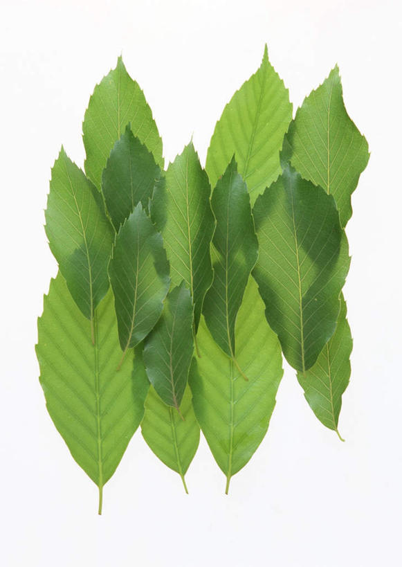 无人,竖图,室内,特写,白天,白色背景,正面,植物,叶子,许多,纹理,绿叶,绿色,嫩叶,摄影,影棚,肌理,石虎,叶,叶片,叶脉,彩图,影棚拍摄,拍摄,花哨树,青冈,四季青,细叶桐,紫心木