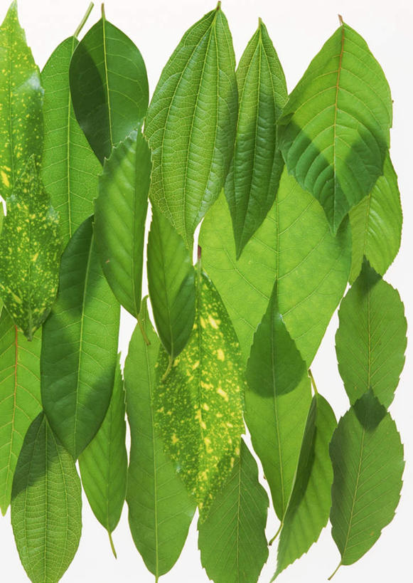 无人,竖图,室内,特写,白天,白色背景,正面,植物,叶子,许多,纹理,绿叶,绿色,嫩叶,摄影,影棚,肌理,石虎,栎,叶,叶片,叶脉,彩图,影棚拍摄,拍摄,花哨树,青冈,四季青,细叶桐,紫心木