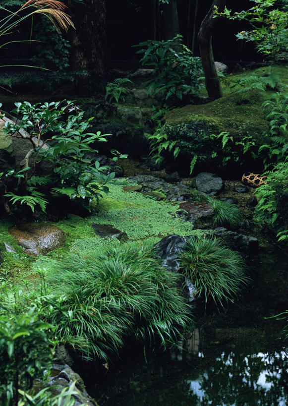 无人,竖图,俯视,室外,白天,草地,草坪,河流,美景,水,植物,河水,景观,水流,草,树,树木,绿色,小溪,自然,溪水,景色,生长,成长,自然风光,彩图,高角度拍摄