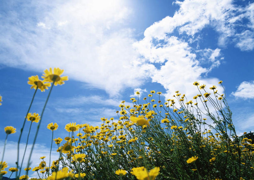 无人,横图,室外,白天,仰视,花海,花圃,美景,植物,叶子,阴影,盛开,光线,影子,景观,云,云朵,花蕾,云彩,花,花瓣,花朵,花卉,鲜花,黄色,蓝色,绿色,白色,白云,蓝天,天空,阳光,自然,花丛,花束,花田,天,花苞,花蕊,菊花,景色,晴朗,自然风光,大滨菊,西洋滨菊,滨菊,晴空,彩图,低角度拍摄