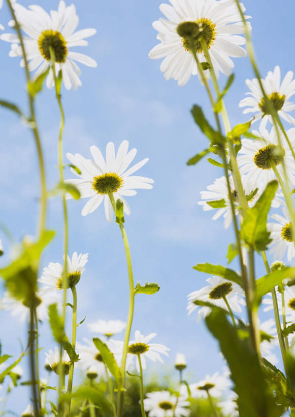无人,竖图,室外,特写,白天,仰视,花海,花圃,美景,植物,叶子,许多,阴影,盛开,光线,影子,景观,云,云朵,花蕾,云彩,花,花瓣,花朵,花卉,鲜花,蓝色,绿色,白色,白云,蓝天,天空,阳光,自然,花丛,花束,花田,天,花苞,花蕊,菊花,景色,晴朗,自然风光,大滨菊,西洋滨菊,滨菊,晴空,彩图,低角度拍摄