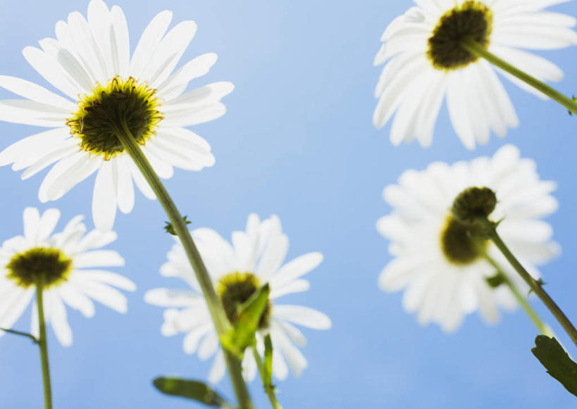 无人,横图,室外,特写,白天,仰视,花海,花圃,美景,植物,叶子,许多,阴影,盛开,光线,影子,景观,花蕾,花,花瓣,花朵,花卉,鲜花,蓝色,绿色,白色,蓝天,天空,阳光,自然,花丛,花束,花田,天,花苞,花蕊,菊花,景色,晴朗,自然风光,万里无云,大滨菊,西洋滨菊,滨菊,晴空,晴空万里,彩图,低角度拍摄