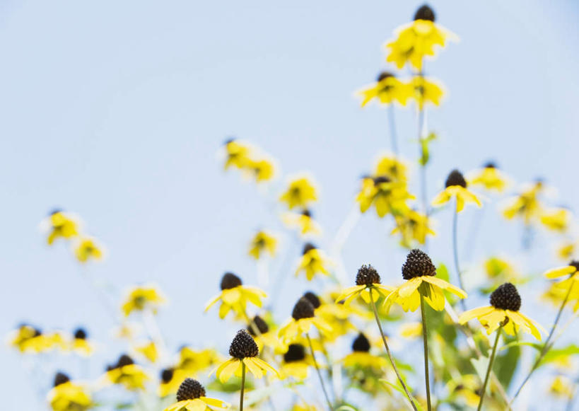无人,横图,室外,特写,白天,仰视,花海,花圃,美景,植物,叶子,阴影,朦胧,模糊,盛开,光线,影子,景观,花蕾,花,花瓣,花朵,花卉,鲜花,蓝色,绿色,黑色,蓝天,天空,阳光,自然,花丛,花束,花田,天,花苞,花蕊,景色,晴朗,黑眼苏珊,自然风光,万里无云,黄石,翼柄老雅嘴,翼叶山牵牛,晴空,晴空万里,彩图,低角度拍摄