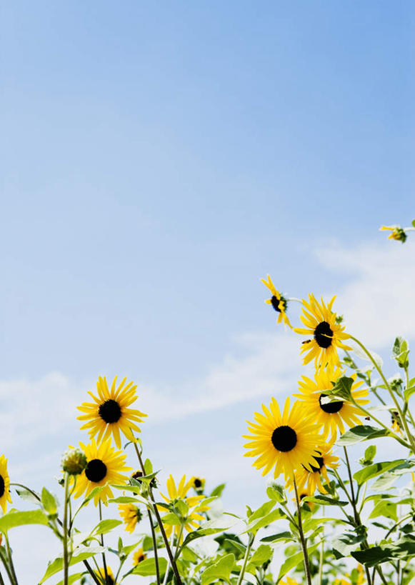 无人,竖图,室外,特写,白天,仰视,爱情,幸福,花海,花圃,美景,太阳,植物,向日葵,叶子,阴影,盛开,光线,影子,景观,云,云朵,花蕾,云彩,花,花瓣,花朵,花卉,鲜花,蓝色,绿色,白云,蓝天,天空,阳光,自然,花丛,花束,花田,天,花苞,花蕊,景色,晴朗,自然风光,光辉,沉默,忠诚,勇敢,投缘,爱慕,黄石,高傲,朝阳花,葵花,望日莲,向阳花,转日莲,晴空,彩图,低角度拍摄