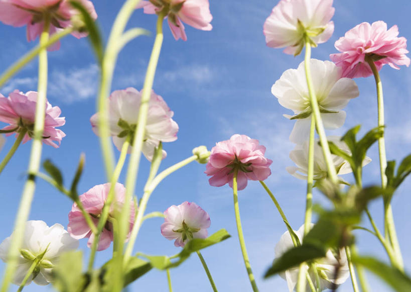无人,横图,室外,特写,白天,仰视,花海,花圃,美景,植物,叶子,阴影,朦胧,模糊,盛开,光线,影子,景观,云,云朵,花蕾,云彩,花,花瓣,花朵,花卉,鲜花,粉色,蓝色,绿色,白色,白云,蓝天,天空,阳光,自然,花丛,花束,花田,天,花苞,花蕊,耧斗花,景色,晴朗,自然风光,坚持,耧斗菜,猫爪花,晴空,彩图,低角度拍摄,西洋耧斗菜