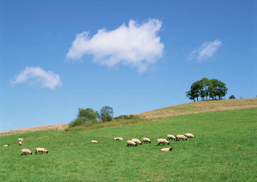 无人,农场,站,横图,室外,白天,正面,旅游,度假,畜牧业,牧场,草地,草坪,美景,植物,羊,北海道,日本,亚洲,许多,阴影,光线,影子,景观,云,云朵,很多,云彩,注视,娱乐,草,树,树木,蓝色,绿色,白云,蓝天,天空,阳光,自然,动物,天,观察,看,站着,享受,休闲,家畜,景色,放松,牲畜,生长,晴朗,成长,观看,察看,关注,自然风光,东亚,畜牧,日本国,北海道地方,北海道岛,牧业,晴空,绵羊,站立,彩图,全身,空知综合振兴局,振兴局,道央,泷川,泷川市