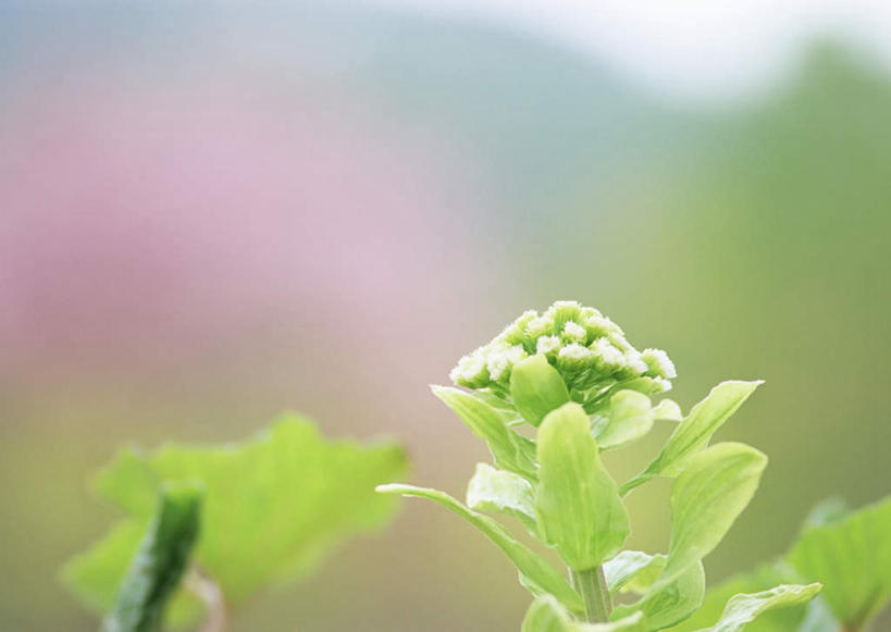 无人,横图,室外,特写,白天,正面,花海,花圃,美景,植物,叶子,阴影,朦胧,模糊,盛开,光线,影子,景观,花蕾,花,花瓣,花朵,花卉,鲜花,绿色,阳光,自然,花丛,花束,花田,花苞,花蕊,景色,自然风光,蜂斗菜,蛇头草,野饭瓜,南瓜三七,彩图,黑南瓜,水钟流头,野金瓜头,野南瓜