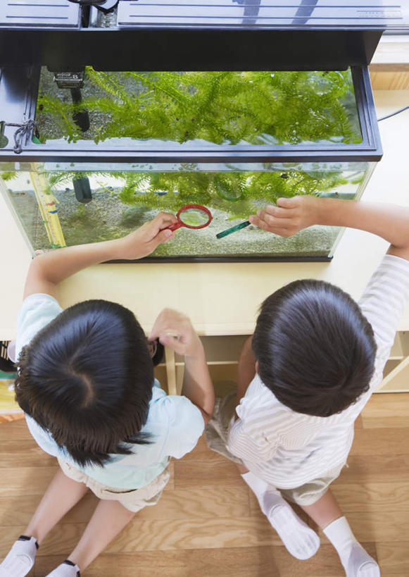 东方人,儿童,两个人,伙伴,朋友,跪,竖图,俯视,室内,白天,运动服,友谊,纯洁,仪器,植物,玻璃,亚洲,握,阴影,服装,检查,反射,分析,科学,放大镜,影子,水草,鱼缸,注视,黄种人,玻璃制品,两个,小孩,衣服,白色,自然,低头,观察,看,同学,可爱,清晰,探索,童年,童趣,握着,服饰,生长,放大,成长,观看,仔细,水藻,透镜,察看,凸透镜,聚焦,衣着,藻类,校友,穿着,关注,童真,烂漫,无邪,光学,清楚,同窗,学友,衣饰,天真,友情,男孩,男人,男性,亚洲人,跪着,半身,彩图,高角度拍摄,男生,运动装