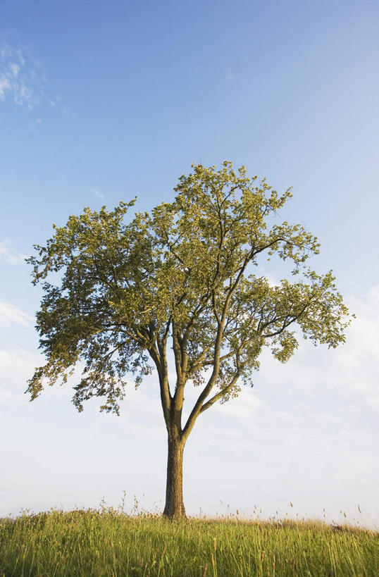 无人,竖图,室外,白天,仰视,旅游,度假,草地,草坪,美景,植物,美国,阴影,光线,影子,景观,云,云朵,云彩,娱乐,草,树,树木,蓝色,绿色,白云,蓝天,天空,阳光,自然,天,享受,休闲,景色,放松,生长,晴朗,成长,北美,北美洲,自然风光,美洲,宾夕法尼亚,宾夕法尼亚州,宾州,拱顶石州,拱心石之州,宾氏林地,北亚美利加洲,亚美利加洲,晴空,彩图,低角度拍摄