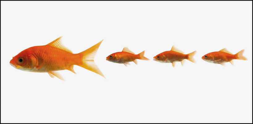 游泳,无人,横图,室内,特写,白天,白色背景,侧面,一排,整齐,金鱼,鱼,注视,鱼类,排列,观察,看,四条,橙色,摄影,影棚,观看,察看,队列,关注,观赏鱼,金鲫鱼,泅水,拍浮,彩图,全身,影棚拍摄,拍摄