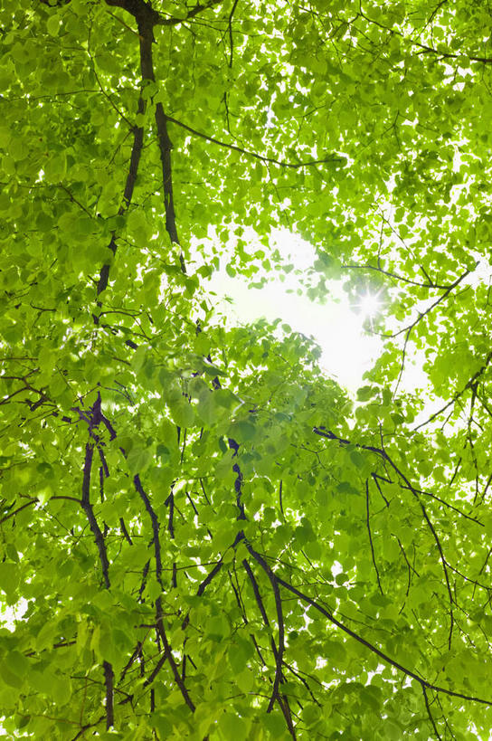 无人,竖图,室外,白天,仰视,旅游,度假,美景,植物,城市,纽约,美国,阴影,光线,影子,景观,曼哈顿,娱乐,树,树木,绿色,天空,阳光,自然,天,享受,休闲,景色,放松,生长,晴朗,成长,北美,北美洲,自然风光,美洲,中央公园,纽约中央公园,纽约州,万里无云,帝国之州,帝国州,北亚美利加洲,亚美利加洲,晴空,晴空万里,彩图,低角度拍摄,曼哈顿岛