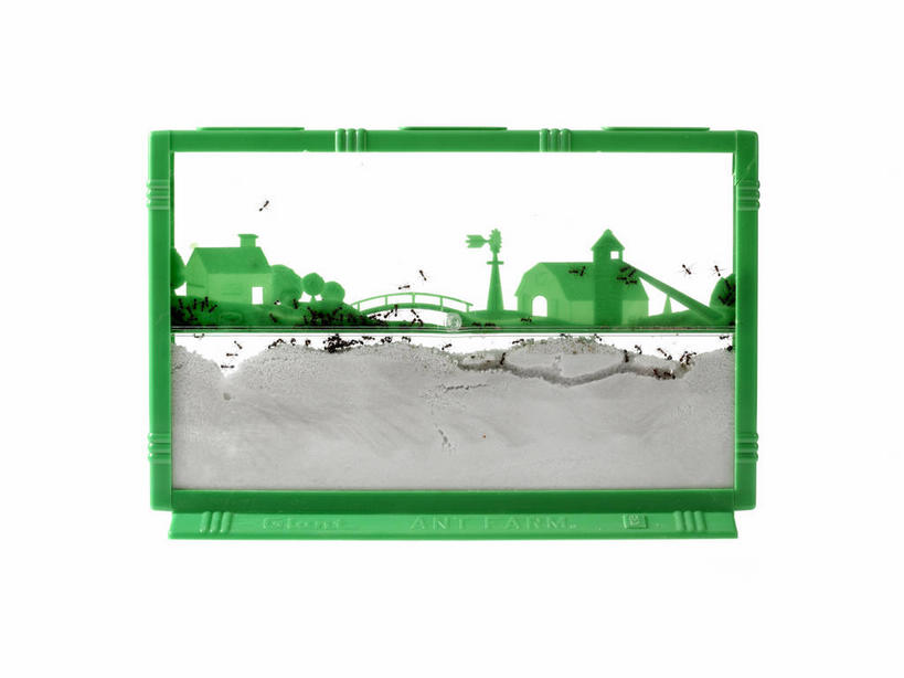 无人,横图,室内,特写,白天,白色背景,正面,游戏,建材,建筑,野生动物,玩具,许多,昆虫,蚂蚁,材料,沙子,沙,很多,玩,注视,娱乐,动物,观察,看,休闲,爬,可爱,益智,摄影,建造,活泼,影棚,观看,活动,砂,矿产,察看,发泄,关注,消遣,智力,蚁,玄驹,益虫,宣泄,玩耍,嬉戏,彩图,全身,影棚拍摄,拍摄