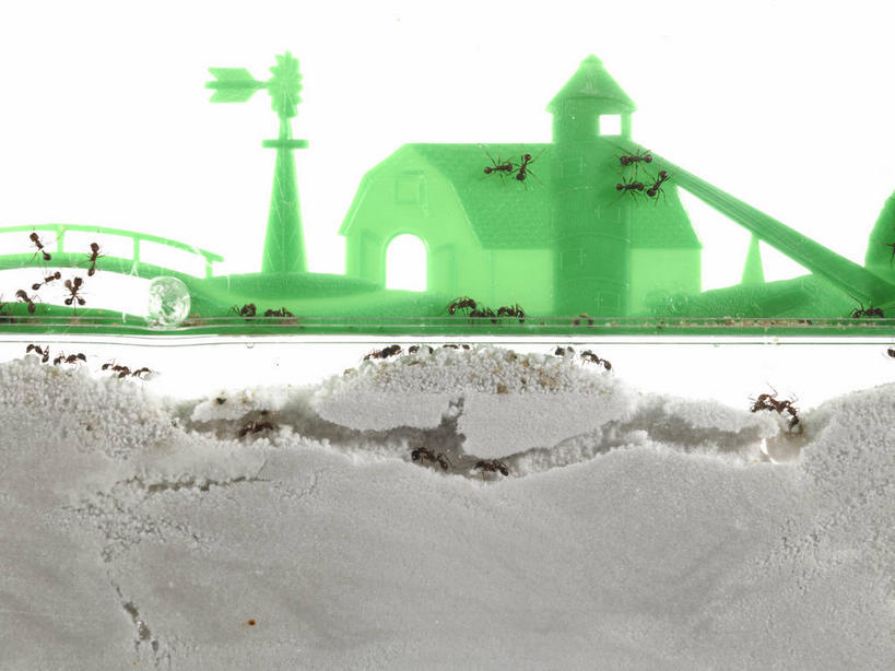 无人,横图,室内,特写,白天,白色背景,正面,游戏,建材,建筑,野生动物,玩具,许多,昆虫,蚂蚁,材料,沙子,沙,很多,玩,注视,娱乐,动物,观察,看,休闲,爬,可爱,益智,摄影,建造,活泼,影棚,观看,活动,砂,矿产,察看,发泄,关注,消遣,智力,蚁,玄驹,益虫,宣泄,玩耍,嬉戏,彩图,全身,影棚拍摄,拍摄