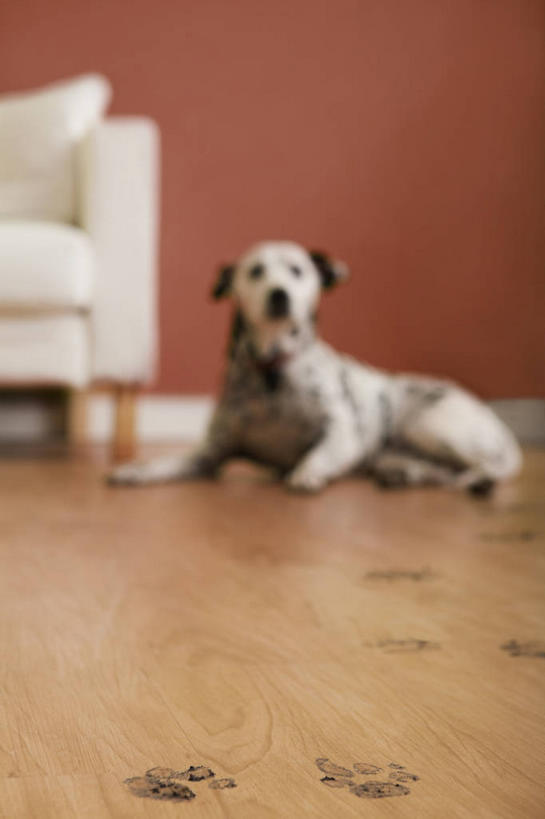 无人,客厅,竖图,室内,白天,正面,地板,靠垫,沙发,宠物,狗,阴影,朦胧,模糊,反射,影子,墙,褐色,靠枕,斑点狗,达尔马提亚狗,大麦町犬,地面,注视,木地板,墙壁,墙面,一只,动物,垫子,枕头,观察,看,趴着,可爱,观看,察看,起居室,关注,布艺沙发,忠诚,斑点犬,客堂,犬,趴,彩图,全身