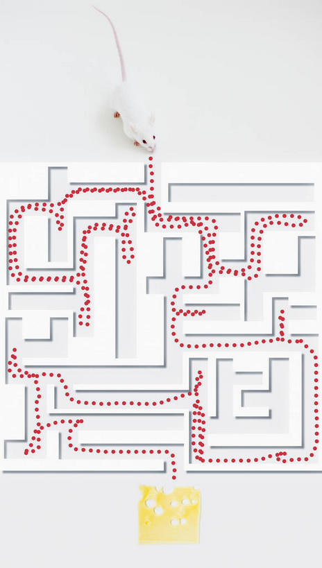 奶酪,无人,竖图,俯视,室内,白天,白色背景,游戏,野生动物,老鼠,一块,阴影,曲折,弯曲,反射,细菌,影子,干酪,起司,芝士,营养,玩,注视,娱乐,一只,动物,观察,看,趴着,休闲,乳酪,白老鼠,益智,摄影,蜿蜒,影棚,庞大,观看,活动,复杂,察看,乳制品,发泄,关注,消遣,智力,迷宫,发酵,病菌,宣泄,传染,四害,繁杂,鼷鼠,小家鼠,耗子,趴,玩耍,嬉戏,彩图,高角度拍摄,全身,影棚拍摄,拍摄