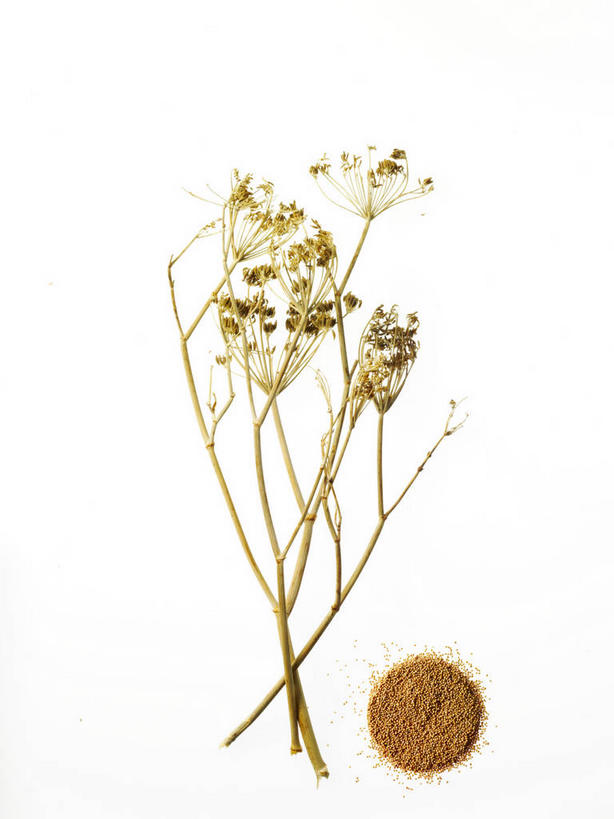 无人,竖图,俯视,室内,特写,白天,白色背景,植物,阴影,盛开,反射,粉末,影子,草药,药草,花蕾,中药,花,花瓣,花朵,鲜花,花苞,花蕊,粉,摄影,甘菊,影棚,药材,中草药,中药材,本草,杭菊花,高尚,粉状,粉剂,杭白菊,彩图,高角度拍摄,影棚拍摄,拍摄