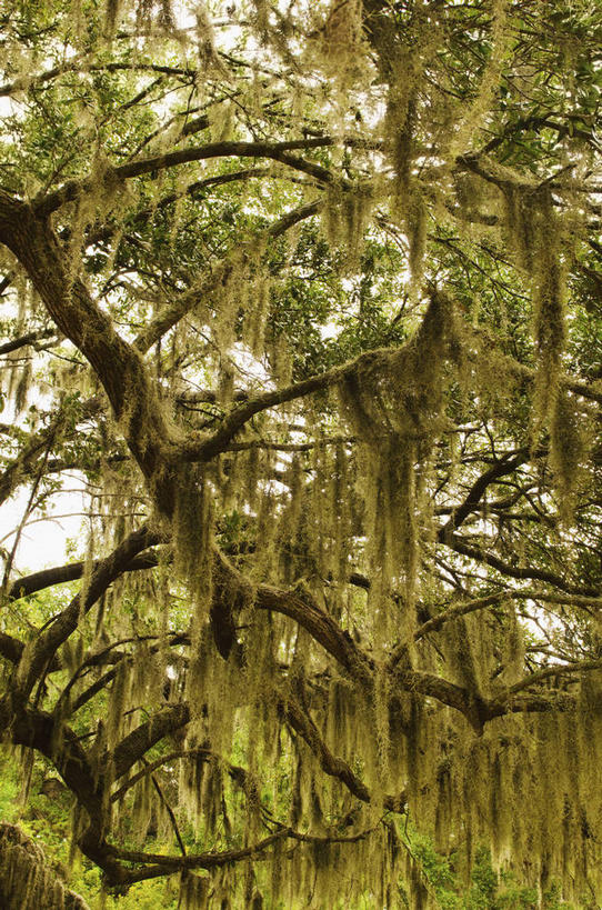无人,竖图,室外,白天,仰视,美景,森林,树林,植物,美国,吊挂,悬挂,阴影,光线,影子,景观,青苔,草药,苔藓,药草,挂,中药,树,树木,绿色,阳光,自然,景色,生长,成长,北美,北美洲,自然风光,美洲,药材,中草药,橡树,中药材,本草,佐治亚州,萨凡纳,佐治亚,乔治亚州,南方帝国州,北亚美利加洲,亚美利加洲,萨瓦纳,萨王纳,寄生藤,沼生橡树,彩图,低角度拍摄,青藤公
