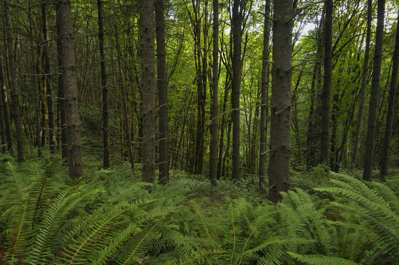 无人,横图,室外,白天,正面,旅游,度假,草地,草坪,美景,森林,树林,植物,美国,阴影,光线,影子,景观,娱乐,草,树,树木,绿色,阳光,自然,享受,休闲,景色,放松,生长,成长,北美,北美洲,自然风光,美洲,俄勒冈州,俄勒冈,北亚美利加洲,亚美利加洲,落日之州,水獭之州,海狸州,彩图,哥伦比亚县