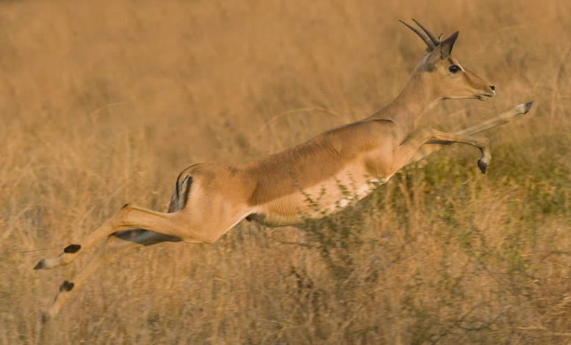 无人,动物园,跑,横图,室外,白天,侧面,旅游,度假,美景,植物,野生动物,羊,非洲,南非,阴影,枯萎,朦胧,模糊,光线,羚羊,影子,景观,枯草,注视,娱乐,草,一只,黄色,阳光,自然,动物,观察,看,享受,休闲,景色,放松,可爱,活泼,观看,察看,国家公园,关注,自然风光,黑斑羚,克鲁格国家公园,阿非利加洲,德兰士瓦省,南非共和国,斑羚,高角羚,跑步,彩图,全身