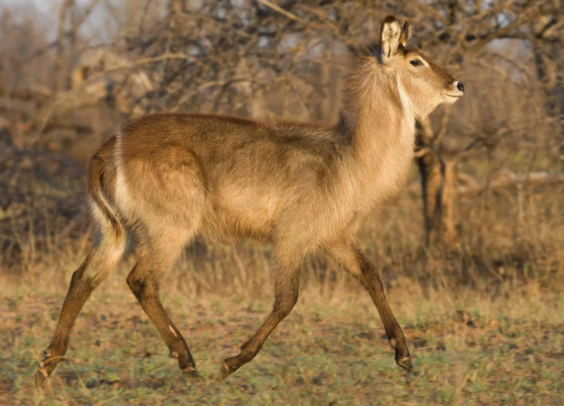 无人,动物园,走,横图,室外,白天,侧面,旅游,度假,草地,草坪,美景,植物,野生动物,羊,非洲,南非,阴影,光线,羚羊,影子,景观,注视,娱乐,草,树,树木,一只,绿色,阳光,自然,动物,观察,看,享受,休闲,景色,放松,可爱,活泼,生长,成长,观看,察看,国家公园,关注,自然风光,克鲁格国家公园,水羚,阿非利加洲,德兰士瓦省,南非共和国,步行,散步,走路,彩图,全身