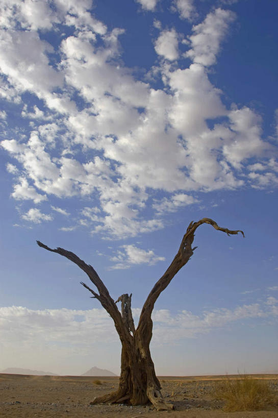 无人,竖图,室外,白天,仰视,旅游,度假,美景,植物,非洲,纳米比亚,阴影,枯萎,光线,影子,地平线,景观,云,云朵,辽阔,枝条,地面,云彩,娱乐,树,树木,树枝,蓝色,白云,蓝天,天空,阳光,自然,天,享受,休闲,广阔,景色,放松,晴朗,一望无际,死亡,自然风光,延伸,天地相交,纳米比亚共和国,无边无际,一马平川,虬枝,枝杈,枯败,纳米布沙漠,纳米比沙漠,晴空,彩图,低角度拍摄