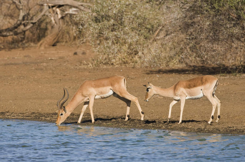 无人,动物园,站,横图,室外,白天,侧面,旅游,度假,美景,植物,野生动物,羊,非洲,南非,两头,喝,阴影,枯萎,光线,羚羊,影子,景观,枯草,注视,娱乐,草,树,树木,黄色,绿色,阳光,自然,动物,低头,观察,看,站着,享受,休闲,景色,放松,可爱,活泼,生长,成长,观看,察看,国家公园,关注,自然风光,黑斑羚,克鲁格国家公园,垂头,阿非利加洲,德兰士瓦省,南非共和国,斑羚,高角羚,站立,彩图,全身