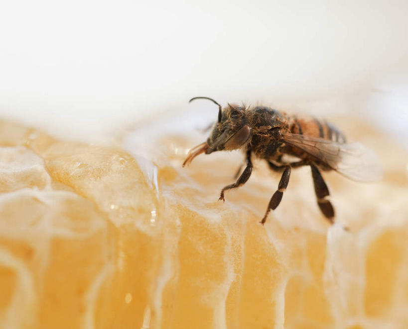 蜂蜜,无人,横图,俯视,室内,特写,白天,蜜蜂,阴影,朦胧,模糊,反射,昆虫,影子,一只,动物,趴着,花蜜,益虫,蜂箱,止痛,解毒,冬酿,石蜜,趴,彩图,高角度拍摄,全身