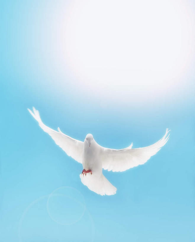 无人,竖图,室外,白天,仰视,美景,太阳,鸟,飞翔,伸展,张开,展翅,阴影,飞行,光线,斑鸠,翅膀,鸟类,影子,景观,翱翔,注视,飞,一只,蓝色,白色,蓝天,天空,阳光,自然,天,观察,看,景色,晴朗,观看,察看,关注,自然风光,张开翅膀,万里无云,欧斑鸠,展开翅膀,晴空,晴空万里,彩图,低角度拍摄,全身,眩光