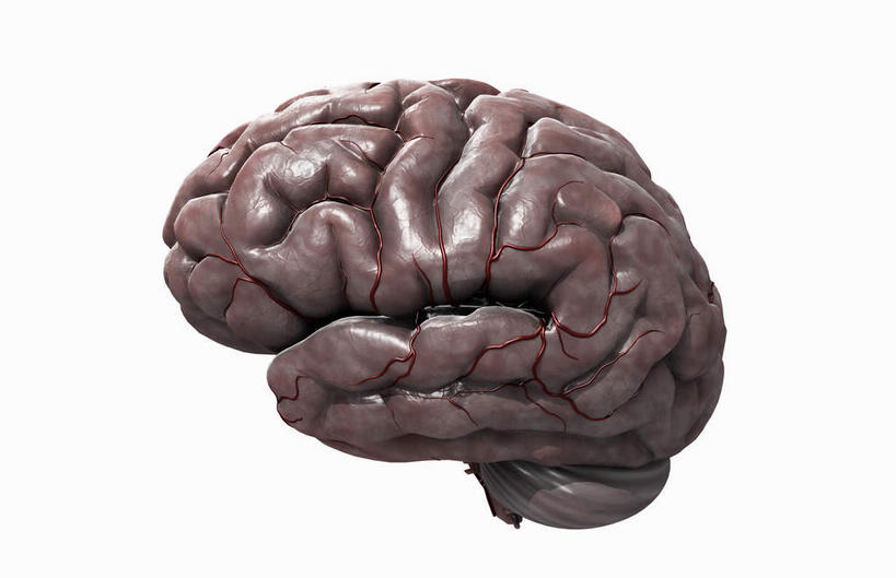 内脏,动脉,静脉,无人,横图,插画,室内,白天,白色背景,正面,数码,科技,静物,大脑,阴影,网络,医学,褐色,高光,几何,计算机图形,合成,图画,画,模型,人体,电脑合成图,数码合成图,生物学,人体器官,器官,沟壑,漫画,小脑,脑干,生理学,写实,具体,具象,大脑皮层,端脑,沟,灰质,回,间脑,彩图