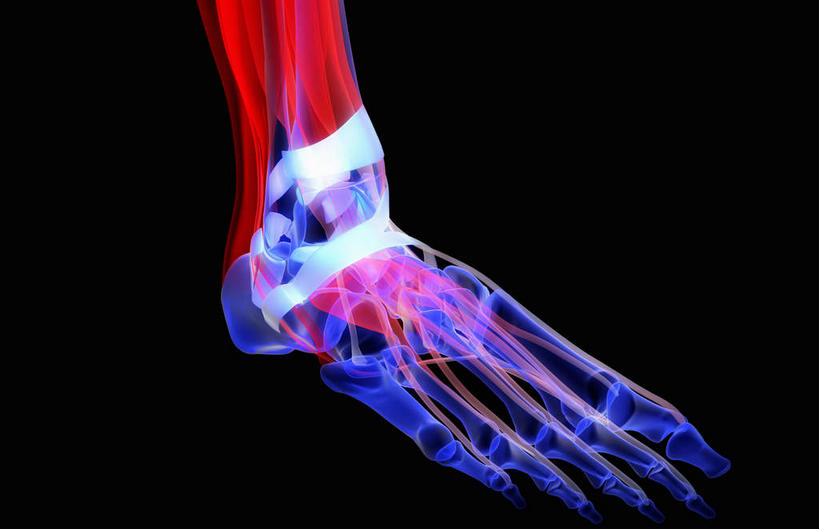 动脉,静脉,骨骼,关节,无人,横图,插画,x光片,室内,特写,白天,正面,数码,科技,静物,阴影,黑色背景,辐射,科学,网络,医学,骨头,高光,几何,计算机图形,合成,图画,画,红色,模型,人体,电脑合成图,数码合成图,骨架,医疗,生物学,科学技术,x射线,x光,韧带,漫画,生理学,写实,具体,具象,腓骨,跗骨,胫骨,趾骨,半身,彩图,电磁波,电磁辐射