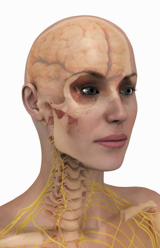 颅骨,动脉,静脉,骨骼,肌肉,健壮,无人,笑,微笑,竖图,插画,室内,特写,白天,白色背景,正面,数码,科技,静物,阴影,网络,医学,骨头,高光,几何,计算机图形,合成,图画,注视,裸露,画,模型,观察,看,健康,活力,力量,人体,赤裸,观看,青春,电脑合成图,数码合成图,骨架,察看,生物学,强壮,关注,裸,漫画,生理学,写实,具体,具象,颈骨,头盖骨,半身,彩图