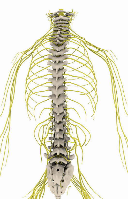 锁骨,脊髓,动脉,静脉,骨骼,胸骨,肋骨,骨盆,无人,竖图,插画,室内,特写,白天,白色背景,正面,数码,科技,静物,阴影,网络,医学,骨头,高光,几何,计算机图形,合成,图画,画,绿色,模型,人体,电脑合成图,数码合成图,骨架,生物学,漫画,生理学,写实,具体,具象,鼻骨,尺骨,骶骨,顶骨,肱骨,颈骨,软肋骨,尾骨,胸椎,腰骨,脊柱,半身,彩图