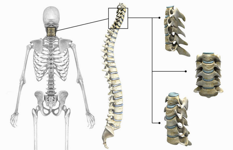 颅骨,锁骨,脊髓,动脉,静脉,骨骼,胸骨,肋骨,骨盆,无人,横图,插画,室内,特写,白天,白色背景,正面,数码,科技,静物,阴影,网络,医学,骨头,高光,几何,计算机图形,合成,图画,画,模型,人体,电脑合成图,数码合成图,骨架,生物学,漫画,生理学,写实,具体,具象,鼻骨,骶骨,顶骨,颈骨,软肋骨,胸椎,腰骨,脊柱,头盖骨,彩图