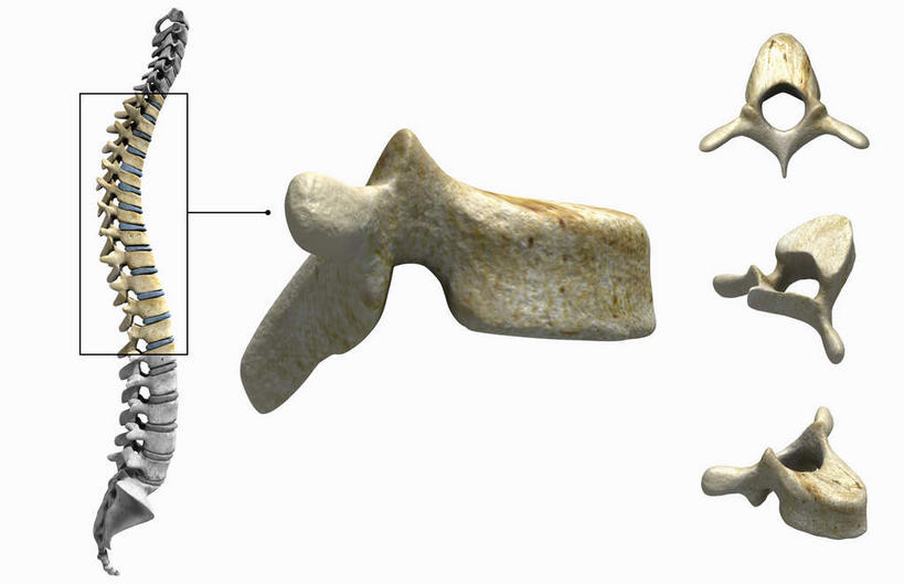 动脉,静脉,骨骼,胸骨,肋骨,无人,横图,插画,室内,特写,白天,白色背景,正面,数码,科技,静物,一排,阴影,整齐,网络,医学,方格,骨头,高光,几何,计算机图形,合成,图画,方向,箭头,画,排列,一个,模型,人体,单个,电脑合成图,数码合成图,骨架,生物学,指向,队列,盆骨,漫画,生理学,写实,具体,具象,簇,骶骨,腕骨,尾骨,腰骨,半身,彩图