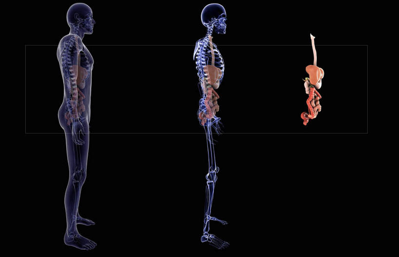 锁骨,肠,脊髓,动脉,静脉,骨骼,肋骨,十二指肠,无人,横图,插画,x光片,室内,特写,白天,侧面,数码,科技,静物,阴影,黑色背景,辐射,科学,网络,医学,骨头,高光,几何,计算机图形,合成,图画,画,模型,人体,电脑合成图,数码合成图,骨架,医疗,生物学,科学技术,x射线,x光,漫画,生理学,写实,具体,具象,软肋骨,胸椎,腰骨,大肠,脊柱,盲肠,小肠,直肠,彩图,全身,电磁波,电磁辐射
