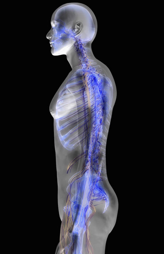 颅骨,脊髓,动脉,静脉,骨骼,胸骨,肋骨,骨盆,无人,竖图,插画,x光片,室内,特写,白天,侧面,数码,科技,静物,阴影,黑色背景,辐射,科学,网络,医学,骨头,高光,几何,计算机图形,合成,图画,画,蓝色,模型,人体,电脑合成图,数码合成图,骨架,医疗,生物学,科学技术,x射线,x光,漫画,生理学,写实,具体,具象,颈椎,软肋骨,腰骨,脊柱,头盖骨,半身,彩图,电磁波,电磁辐射