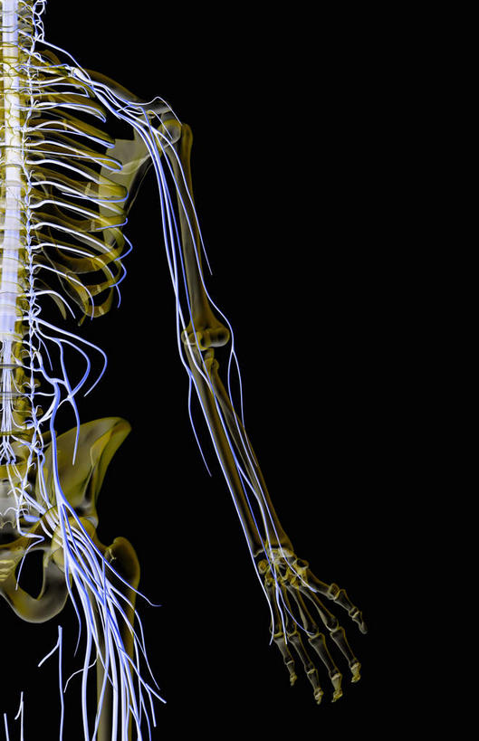 脊髓,动脉,静脉,骨骼,胸骨,肋骨,骨盆,无人,竖图,插画,x光片,室内,特写,白天,正面,数码,科技,静物,阴影,黑色背景,辐射,科学,网络,医学,骨头,高光,几何,计算机图形,合成,图画,画,蓝色,模型,人体,电脑合成图,数码合成图,骨架,医疗,生物学,科学技术,x射线,x光,漫画,生理学,写实,具体,具象,尺骨,颈椎,软肋骨,腕骨,腰骨,趾骨,脊柱,半身,彩图,电磁波,电磁辐射