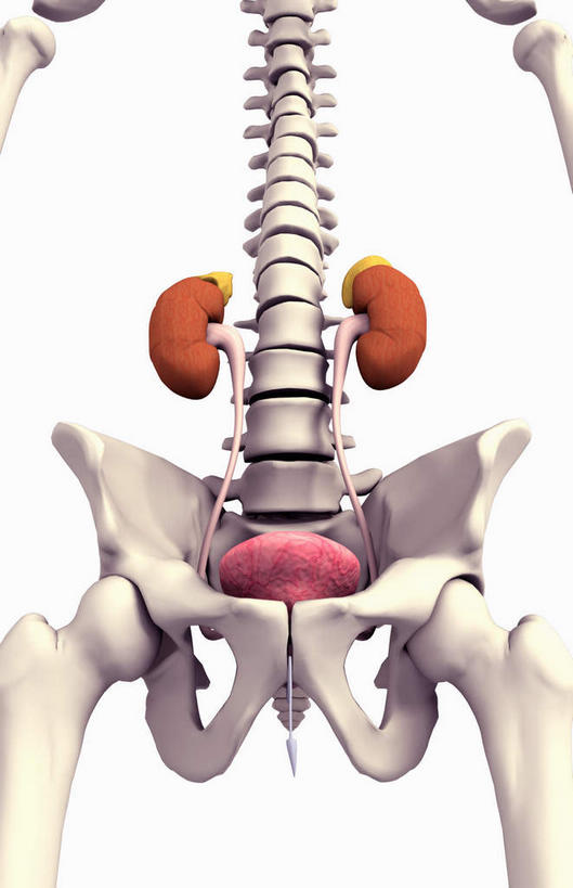 肺,脊髓,动脉,静脉,骨骼,无人,竖图,插画,室内,特写,白天,正面,数码,科技,静物,阴影,黑色背景,网络,医学,骨头,高光,几何,计算机图形,合成,图画,画,模型,人体,电脑合成图,数码合成图,骨架,生物学,盆骨,漫画,生理学,写实,具体,具象,尺骨,骶骨,桡骨,腕骨,尾骨,腰骨,肺部,肺脏,脊柱,半身,彩图
