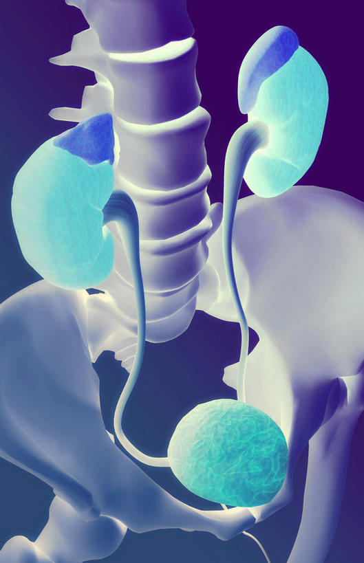 肺,脊髓,动脉,静脉,骨骼,无人,竖图,插画,室内,特写,白天,正面,数码,科技,静物,阴影,网络,医学,骨头,高光,几何,计算机图形,合成,图画,画,模型,人体,电脑合成图,数码合成图,骨架,生物学,盆骨,漫画,生理学,写实,具体,具象,骶骨,腰骨,肺部,肺脏,脊柱,半身,彩图