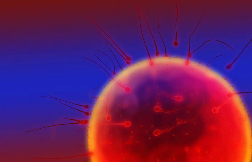 子宫,无人,横图,插画,室内,特写,白天,正面,数码,科技,静物,阴影,网络,医学,细胞,高光,几何,计算机图形,合成,图画,画,红色,蓝色,精子,球体,人体,电脑合成图,数码合成图,生物学,繁殖,漫画,输卵管,生理学,写实,具体,具象,卵,彩图,生殖系统,受精卵,蕃殖,繁生,孳生,滋生