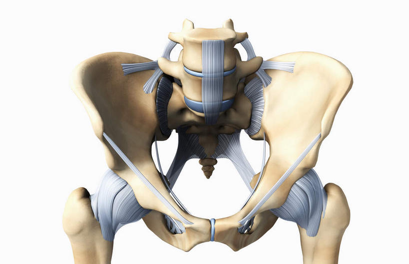 脊髓,动脉,静脉,骨骼,骨盆,无人,横图,插画,室内,白天,白色背景,正面,数码,科技,静物,阴影,网络,医学,骨头,高光,几何,计算机图形,合成,图画,画,模型,人体,电脑合成图,数码合成图,骨架,生物学,腿骨,韧带,漫画,生理学,写实,具体,具象,骶骨,尾骨,骶髂关节,脊柱,彩图