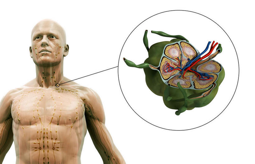 动脉,静脉,骨骼,肌肉,健壮,一个人,无人,站,横图,插画,室内,特写,白天,白色背景,正面,数码,科技,静物,仅一个男性,仅一个人,阴影,网络,医学,骨头,高光,几何,计算机图形,合成,图画,画,仅一个年轻男性,模型,站着,健康,活力,力量,人体,青春,电脑合成图,数码合成图,骨架,生物学,强壮,漫画,生理学,写实,具体,具象,淋巴结,淋巴系统,淋巴管,男人,男性,年轻男性,站立,半身,彩图