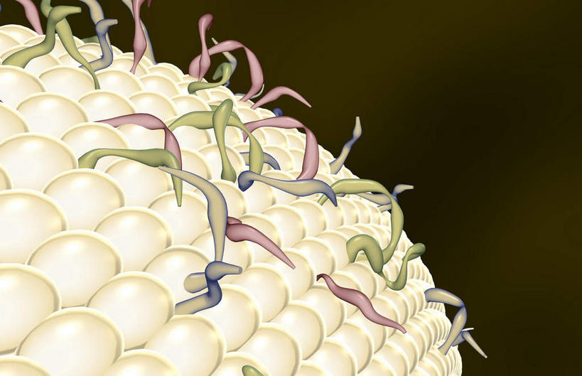 无人,横图,插画,室内,白天,正面,数码,科技,微生物,静物,阴影,网络,医学,细胞,高光,几何,计算机图形,合成,图画,画,白色,生物,人体,电脑合成图,数码合成图,医疗,生物学,漫画,生理学,写实,具体,具象,寄生,生命体,细胞膜,彩图