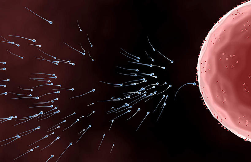 无人,横图,插画,室内,白天,正面,数码,科技,微生物,静物,阴影,黑色背景,网络,医学,高光,几何,计算机图形,合成,图画,画,生物,人体,电脑合成图,数码合成图,医疗,生物学,繁殖,漫画,生理学,写实,具体,具象,卵,寄生,生命体,彩图,受精卵,蕃殖,繁生,孳生,滋生