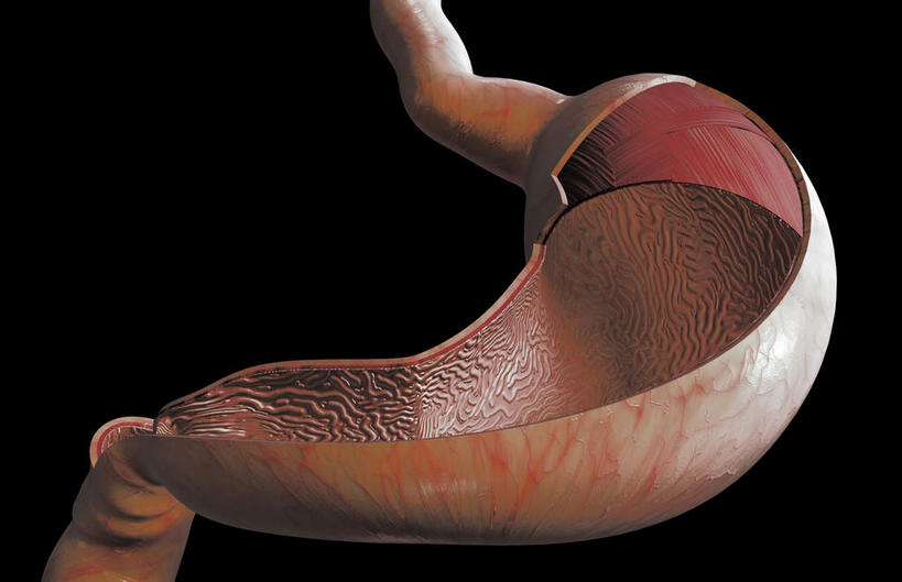 腹部,内脏,胃,动脉,静脉,无人,横图,插画,室内,特写,白天,白色背景,正面,数码,科技,静物,阴影,网络,医学,高光,几何,计算机图形,合成,图画,画,模型,人体,电脑合成图,数码合成图,生物学,人体器官,器官,漫画,生理学,写实,具体,具象,胃部,彩图