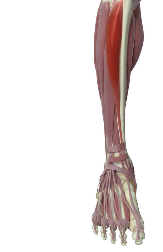 腿部,脚,脚趾,脚趾甲,动脉,静脉,骨骼,肌肉,腿,健壮,无人,竖图,插画,室内,特写,白天,白色背景,正面,数码,科技,静物,阴影,网络,医学,骨头,高光,几何,计算机图形,合成,图画,画,模型,健康,活力,力量,人体,青春,电脑合成图,数码合成图,骨架,生物学,强壮,漫画,生理学,写实,具体,具象,跗骨,趾骨,脚指甲,彩图