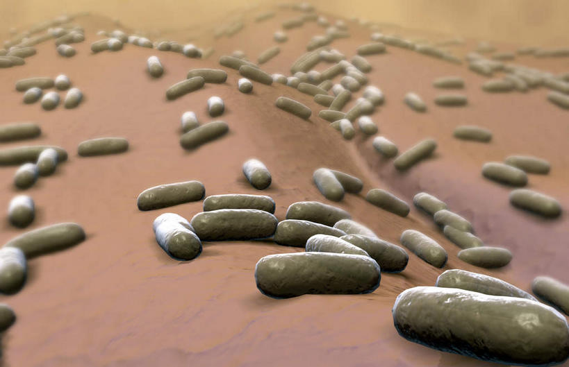 无人,横图,插画,室内,特写,白天,白色背景,正面,数码,科技,微生物,静物,阴影,网络,细菌,医学,高光,几何,计算机图形,合成,图画,画,人体,电脑合成图,数码合成图,生物学,漫画,生理学,写实,具体,具象,寄生,生命体,大肠杆菌,彩图,杆状体