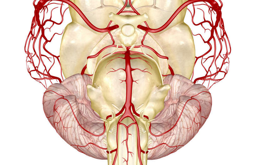 动脉,静脉,血管,无人,横图,插画,室内,特写,白天,白色背景,正面,数码,科技,静物,大脑,阴影,局部,网络,医学,高光,几何,计算机图形,合成,图画,画,模型,人体,部分,电脑合成图,数码合成图,生物学,人体器官,器官,沟壑,漫画,小脑,脑干,生理学,写实,具体,具象,大脑皮层,端脑,沟,灰质,回,间脑,椎动脉,脑动脉,彩图